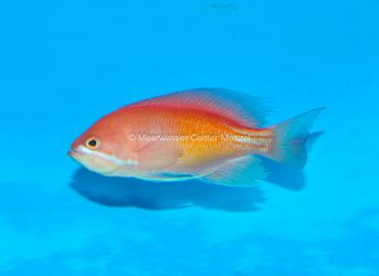 Pseudanthias marcia 