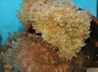 Entacmaea quadricolor (color) sm-med - Preis: 35,00 &euro; - ID:179