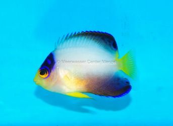 Centropyge multicolor