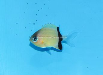 Chromis retrofasciata - ProduktID 2677