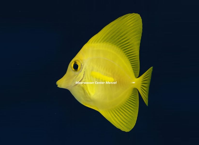 Zebrasoma flavescens - Preis: 349,00 € - ID:3145