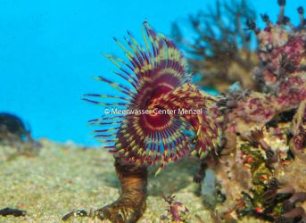 Sabellastarte spec.  - Preis: 23,00 &euro; - ID:3243