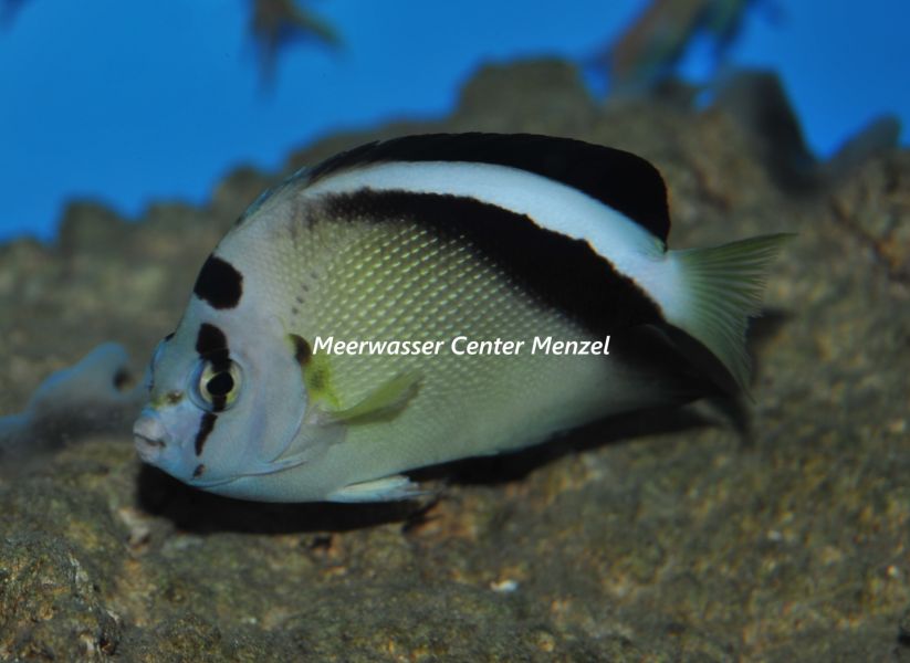 Apolemichthys griffisi
