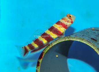 Amblyeleotris wheeleri with Shrimp - Preis: 56,00 € - ID:3905