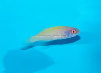 Cirrhilabrus rhomboidalis  PAIR - Preis: 537,00 € - ID:3920