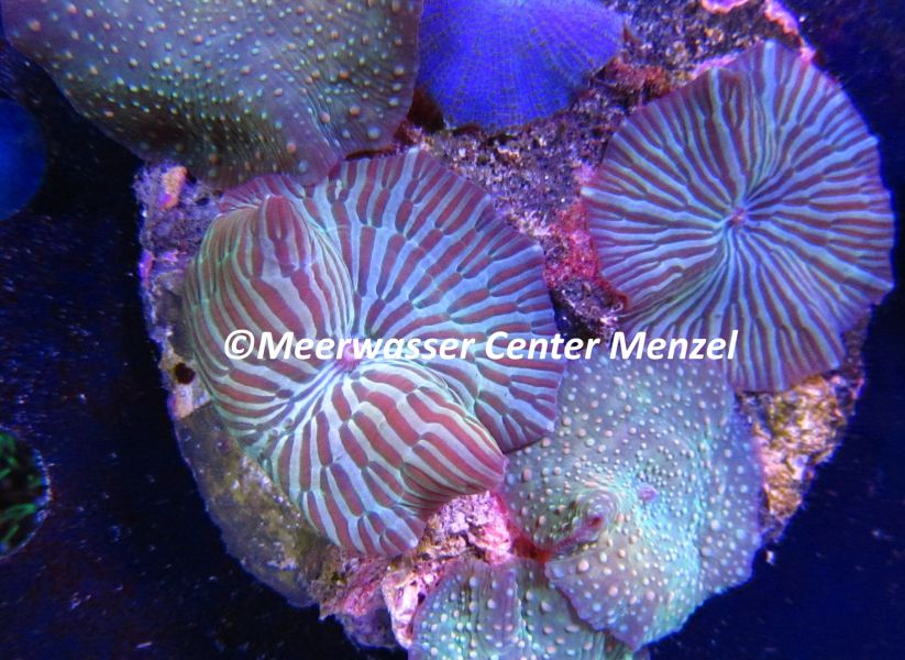 Discosoma sp. -WYSIWYG- 5 - Preis: 76,00 &euro; - ID:4025