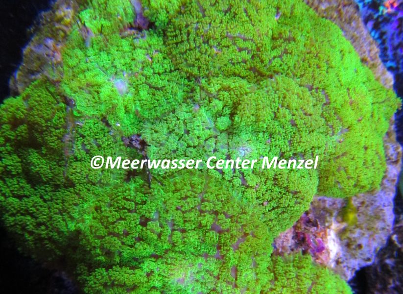 Rhodactis sp. green -WYSIWYG- 3 - Preis: 73,00 &euro; - ID:4029