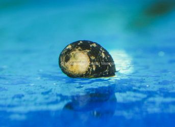 Nerita polita - Preis: 4,00 &euro; - ID:932