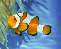 Anemonenfische (Nachzuchten)