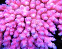 SPS