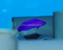 NACHZUCHTEN AUS AQUACULTURE