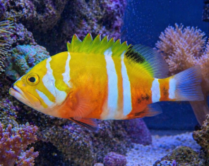 Great perch / groupers