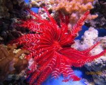 Starfish