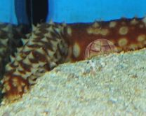 Sea cucumber