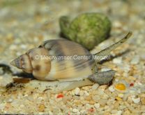 Sea snails / Nudibranch / Lumpsuckers