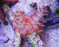 Tubeworms