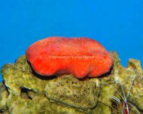 Sponges