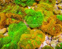 Corallimorpharia