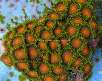 Zoanthids