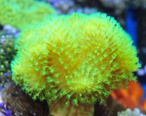 Leathery corals 